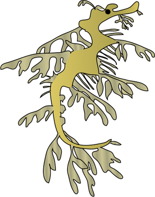 Leafy Seadragon svg #20, Download drawings