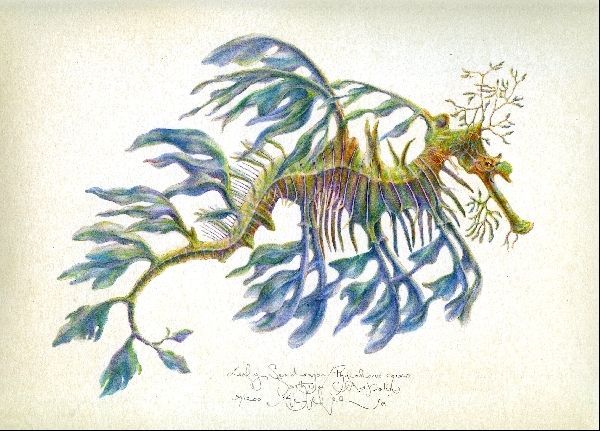 Leafy Seadragon svg #14, Download drawings