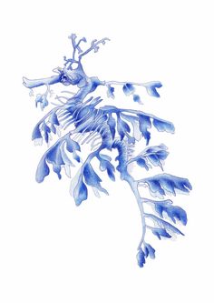 Leafy Seadragon svg #18, Download drawings