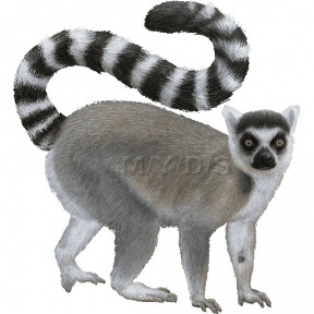 Lemur clipart #7, Download drawings
