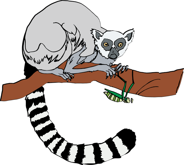 Lemur clipart #15, Download drawings