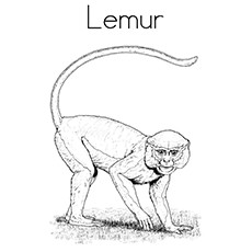Lemur coloring #15, Download drawings