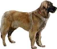 Leonberger clipart #14, Download drawings