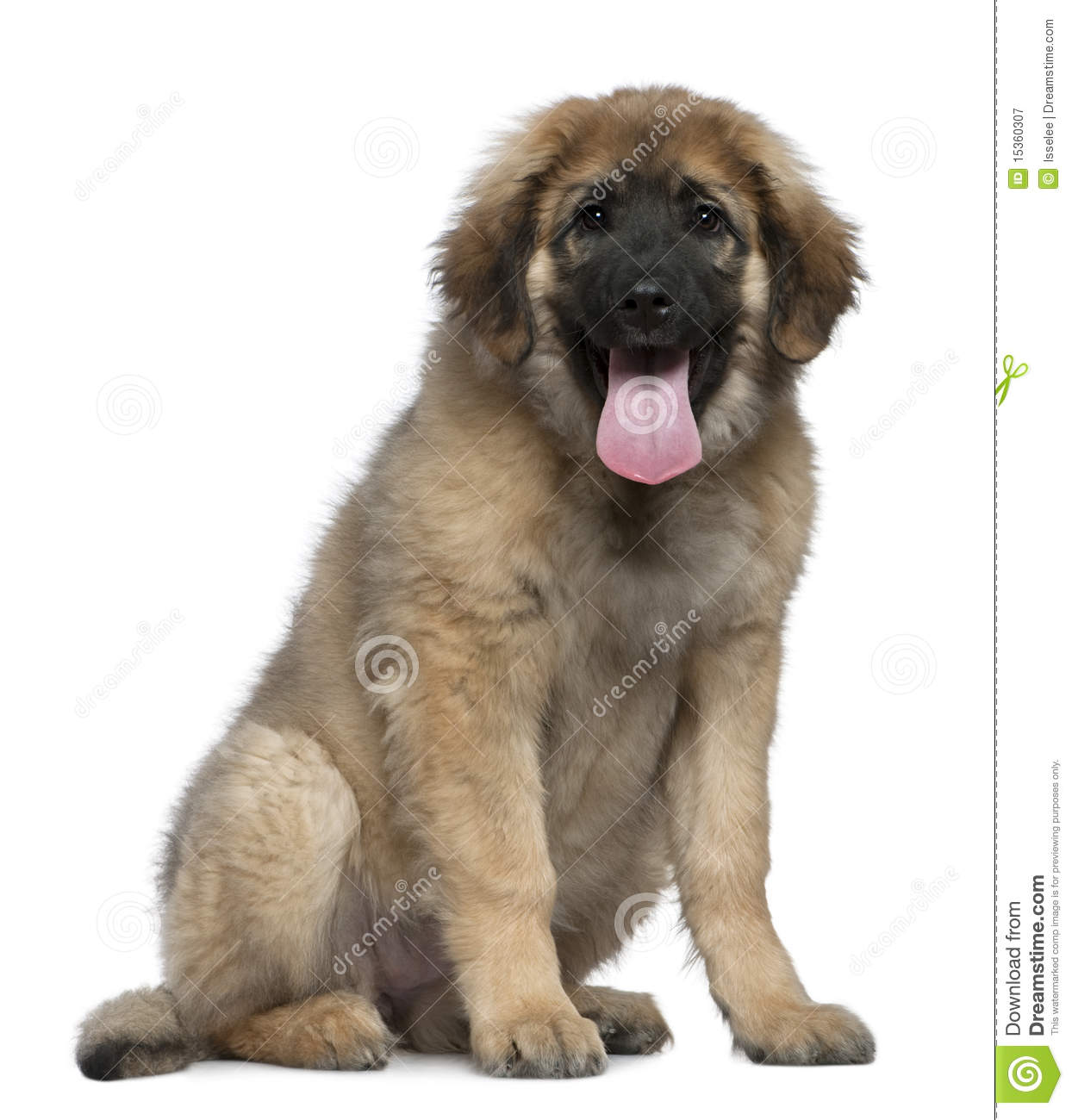 Leonberger clipart #13, Download drawings