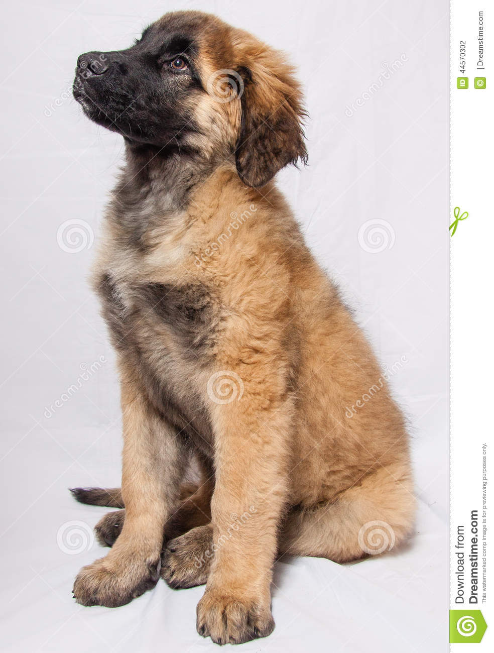 Leonberger clipart #11, Download drawings