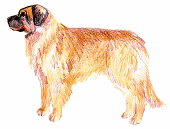 Leonberger clipart #8, Download drawings