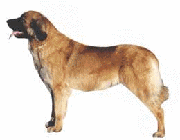 Leonberger clipart #18, Download drawings