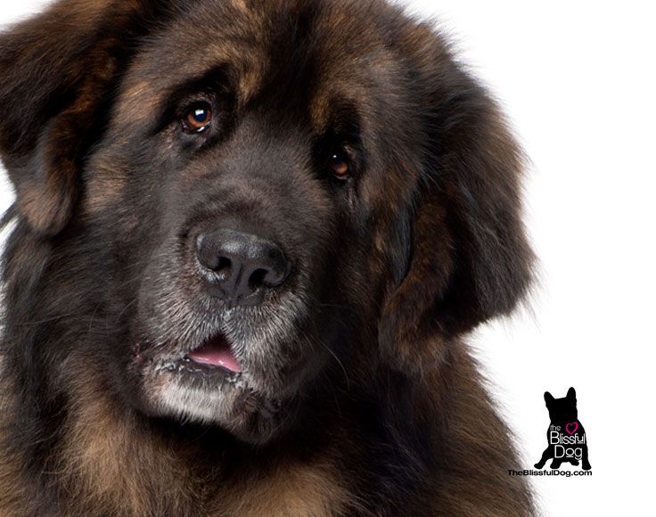 Leonberger coloring #1, Download drawings