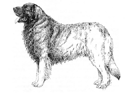 Leonberger coloring #11, Download drawings