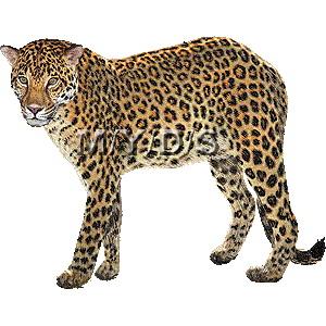 Leopard clipart #9, Download drawings