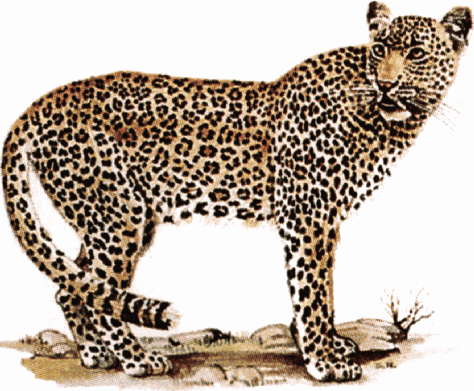 Leopard clipart #12, Download drawings