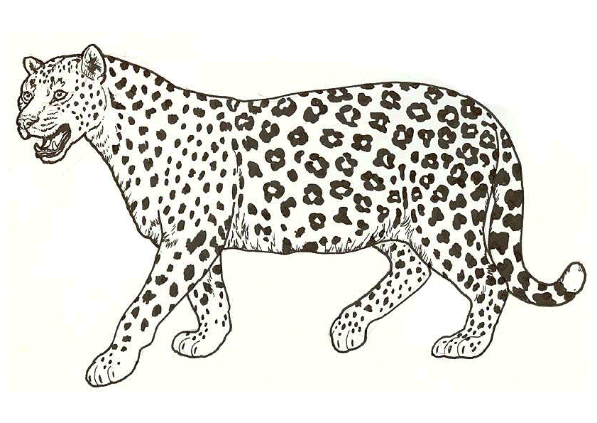 Leopard coloring #18, Download drawings