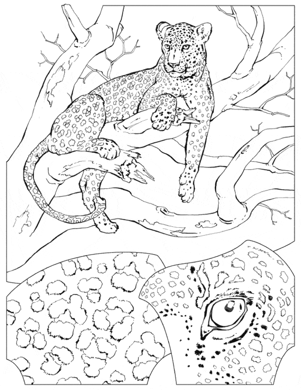 Leopard coloring #8, Download drawings