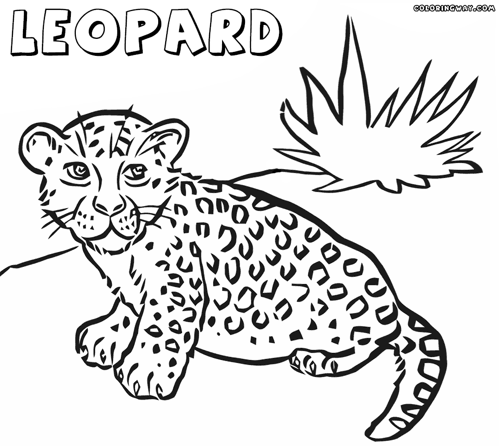 Leopard coloring #16, Download drawings