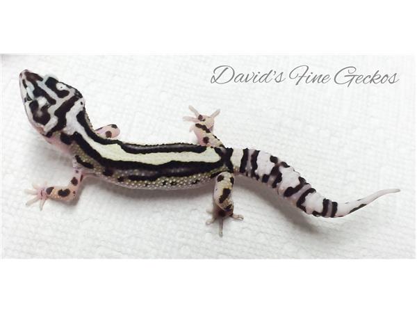 Leopard Gecko clipart #5, Download drawings