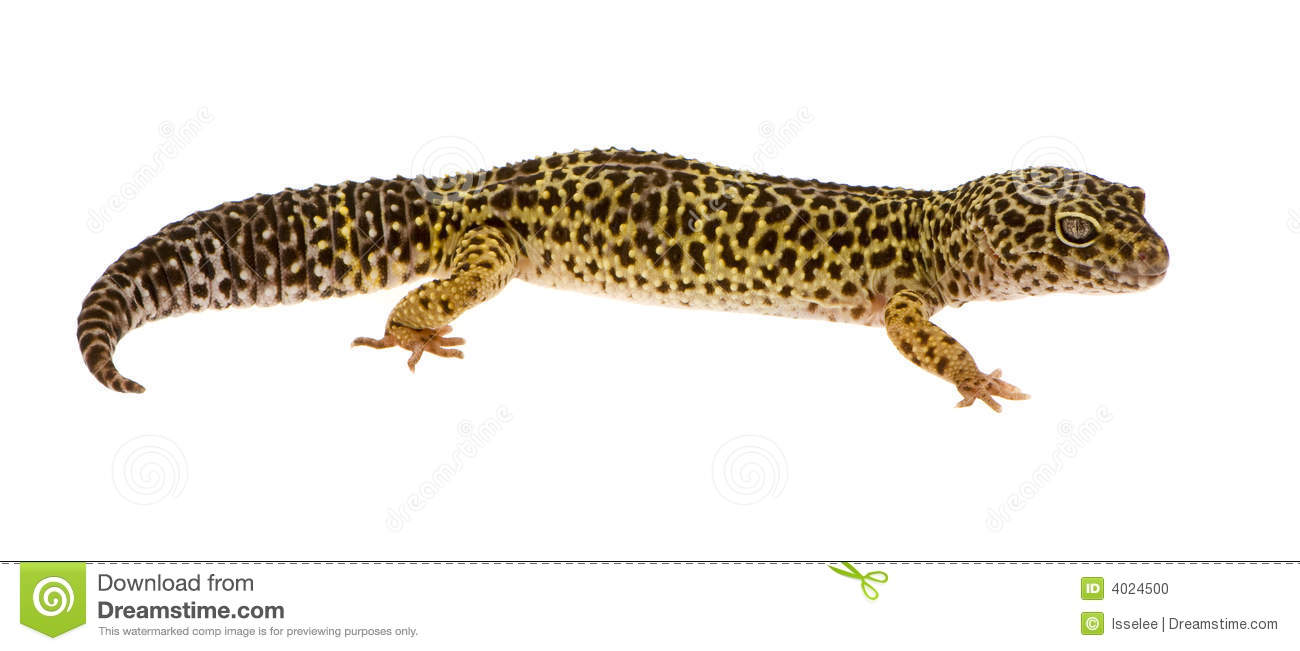 Leopard Gecko clipart #14, Download drawings