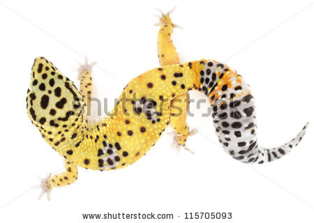 Leopard Gecko clipart #12, Download drawings