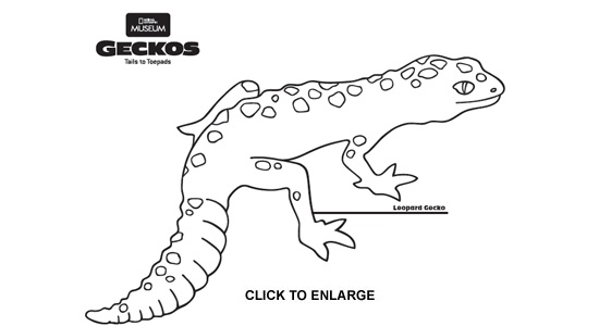 Leopard Gecko coloring #19, Download drawings