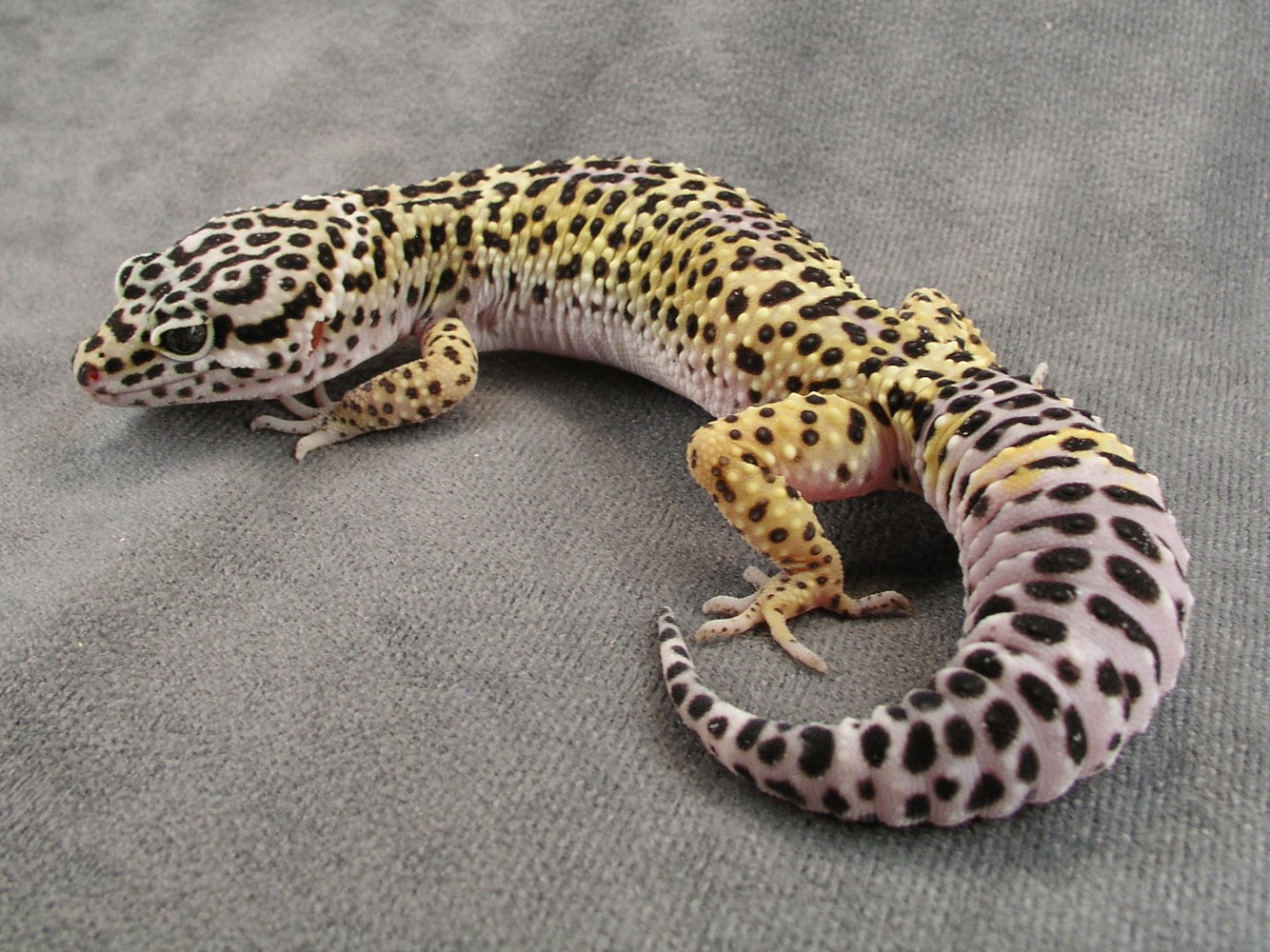 Leopard Gecko svg #20, Download drawings