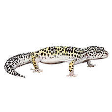 Leopard Lizard svg #14, Download drawings