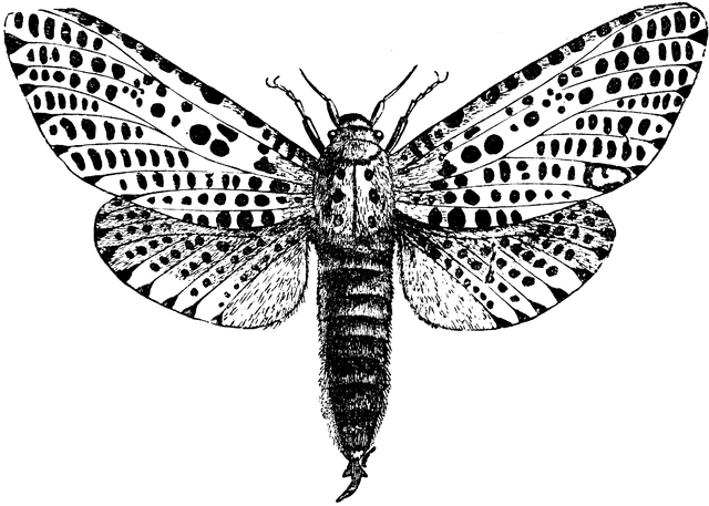 Leopard Moth clipart #12, Download drawings
