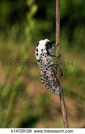 Leopard Moth clipart #16, Download drawings
