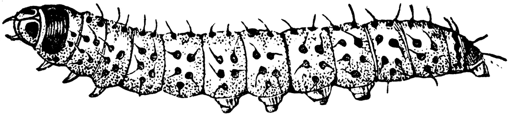 Leopard Moth clipart #13, Download drawings