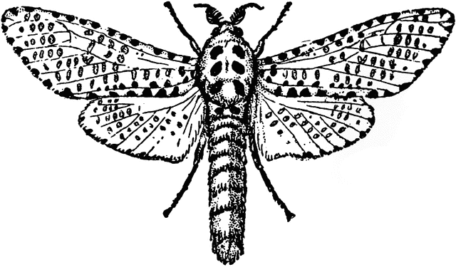 Leopard Moth clipart #18, Download drawings