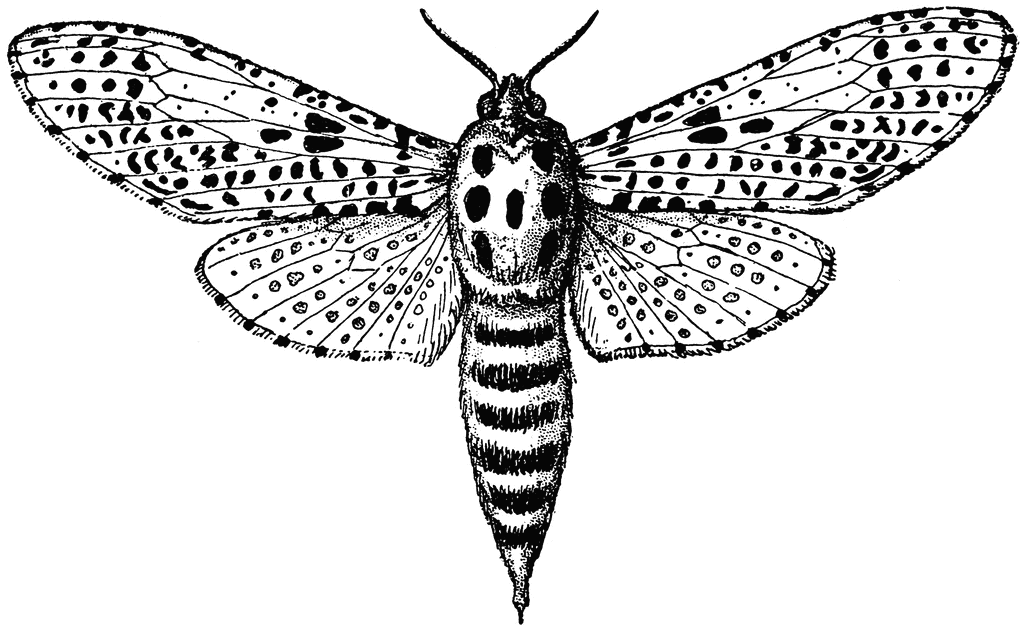 Leopard Moth clipart #15, Download drawings
