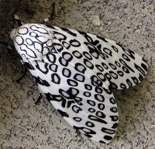 Leopard Moth coloring #13, Download drawings