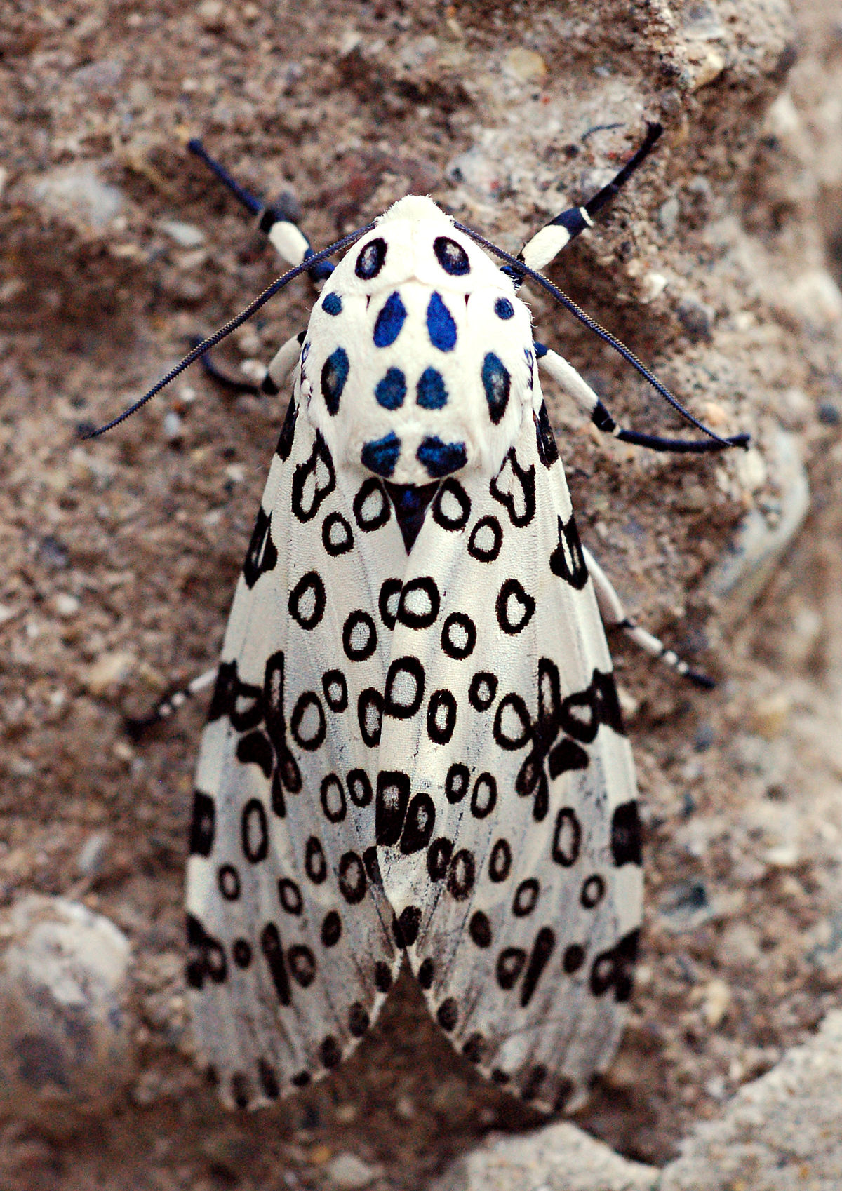 Leopard Moth svg #15, Download drawings