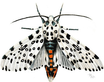 Leopard Moth svg #19, Download drawings