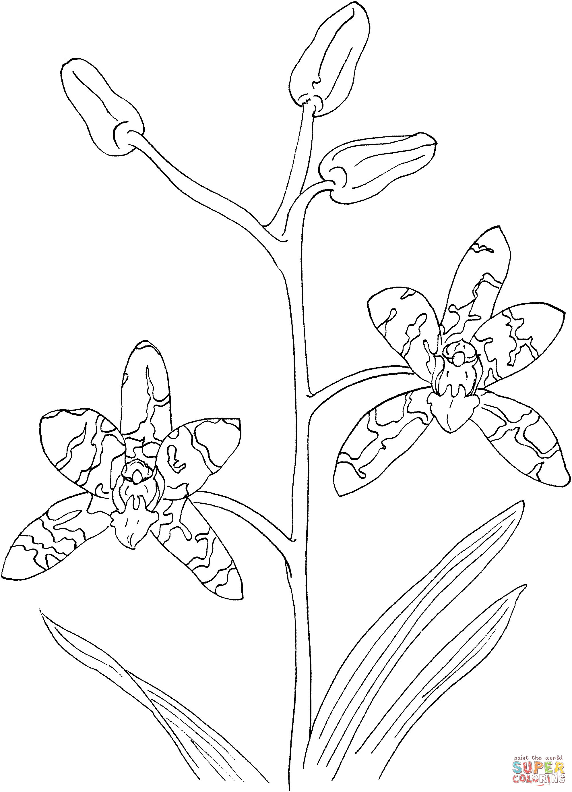 Leopard Orchid coloring #9, Download drawings