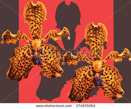 Leopard Orchid clipart #10, Download drawings