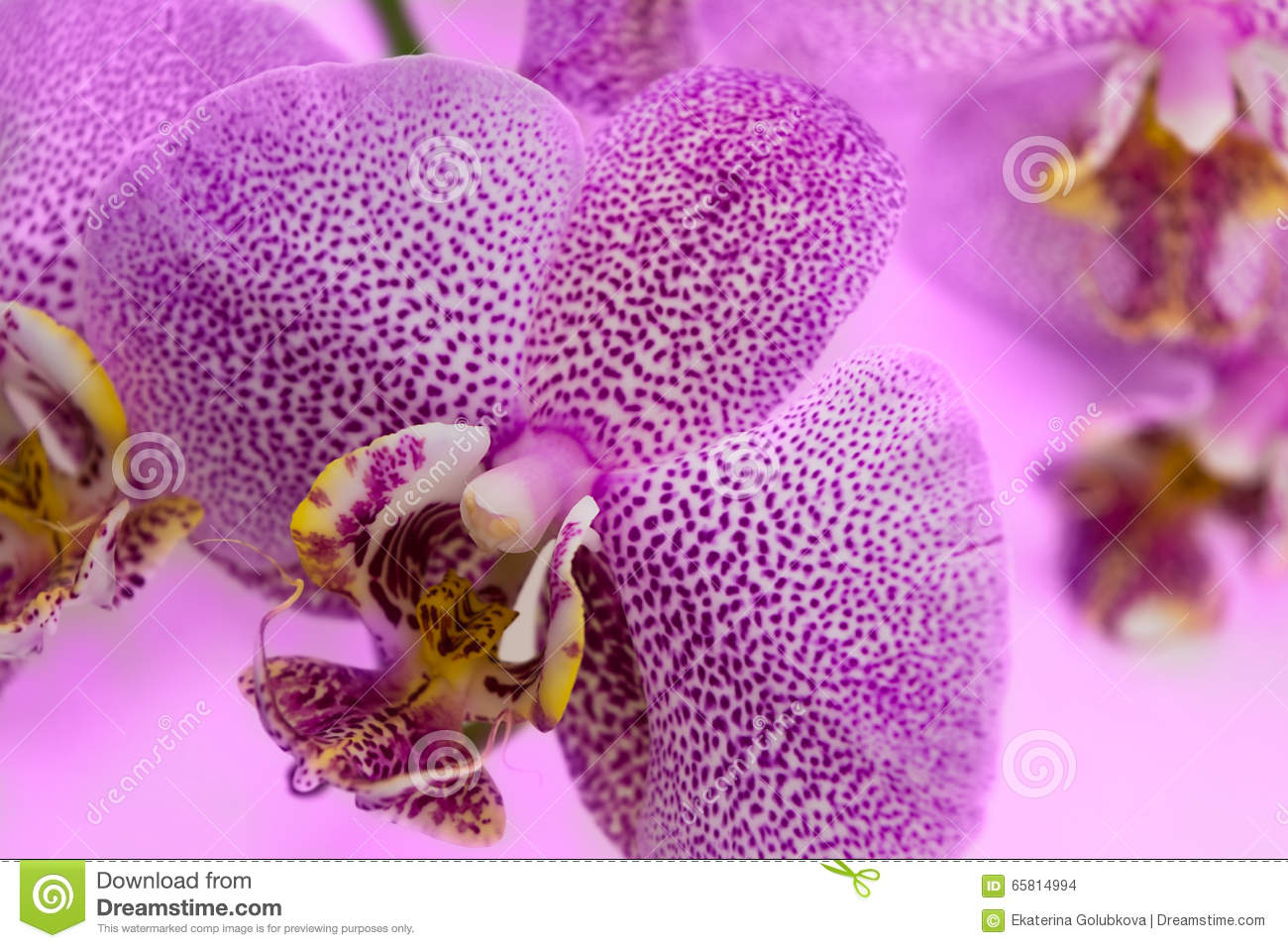 Leopard Orchid clipart #11, Download drawings