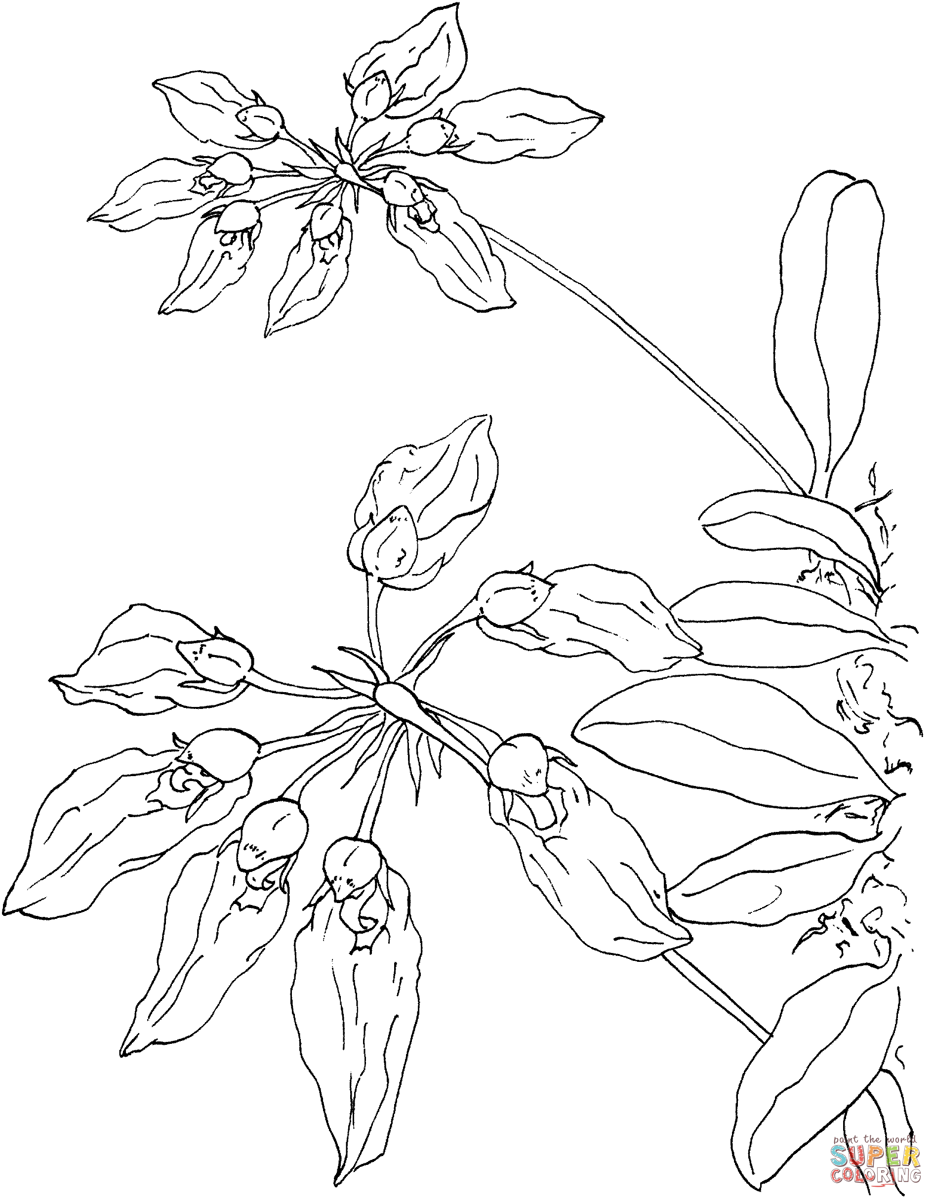 Leopard Orchid coloring #17, Download drawings