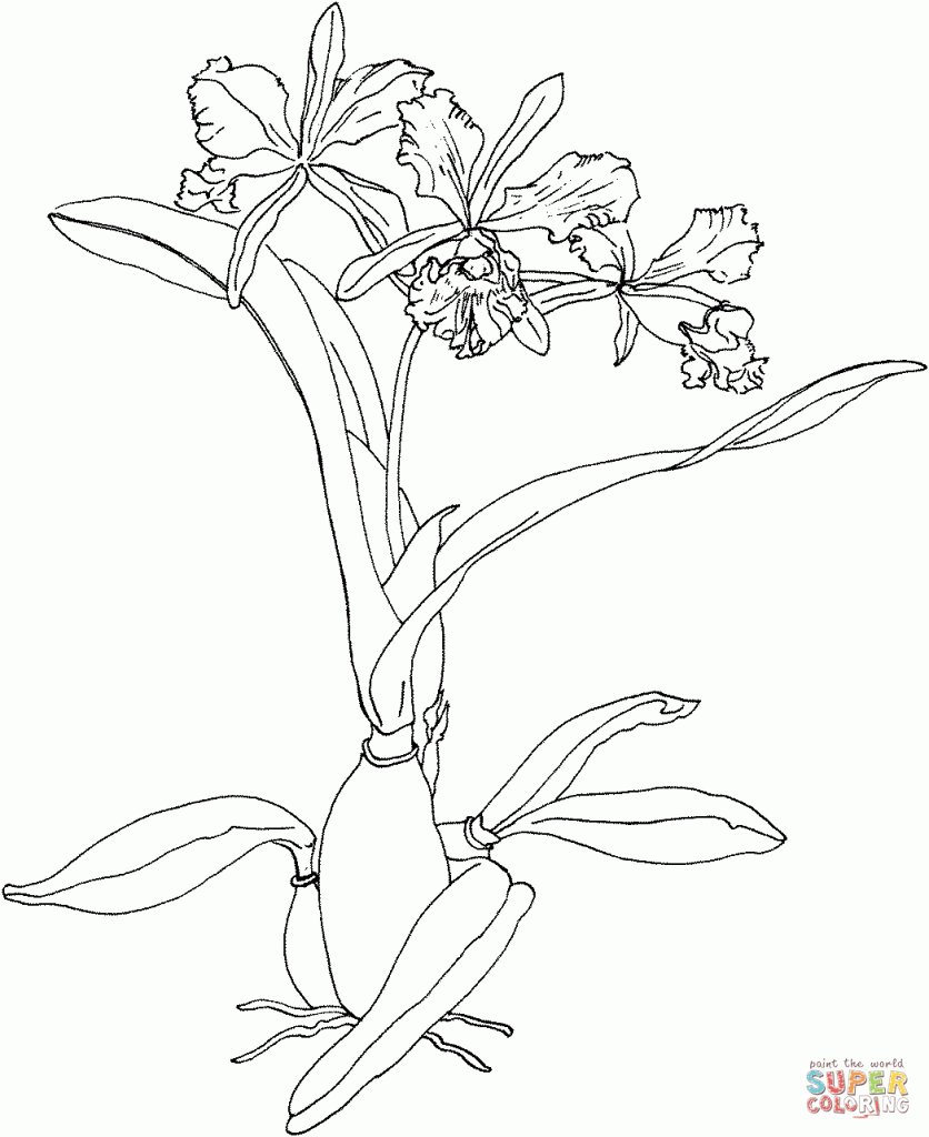 Leopard Orchid coloring #5, Download drawings