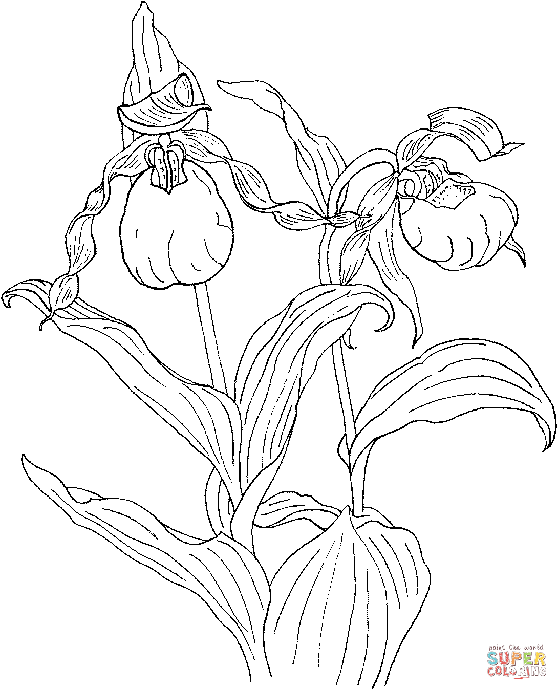 Leopard Orchid coloring #11, Download drawings
