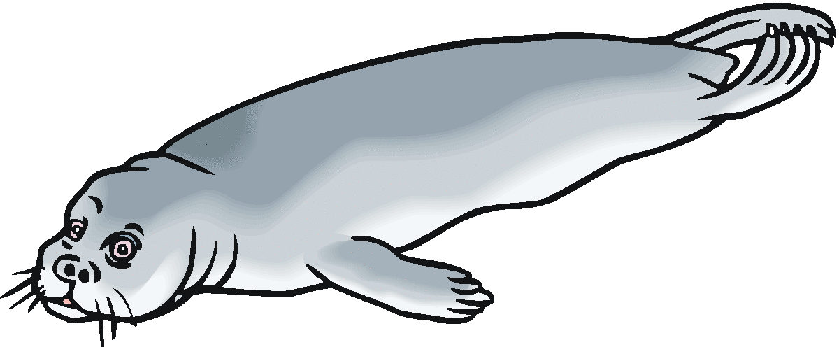 Leopard Seal clipart #13, Download drawings