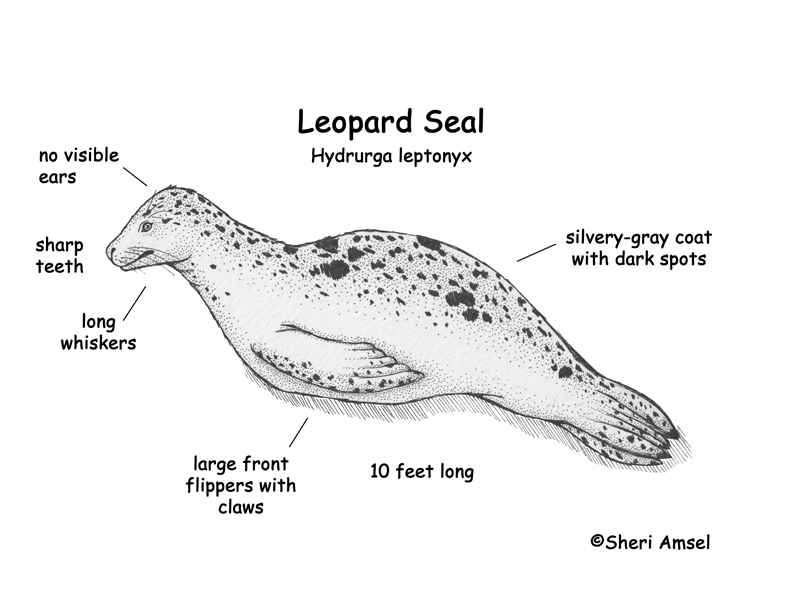 Leopard Seal coloring #13, Download drawings