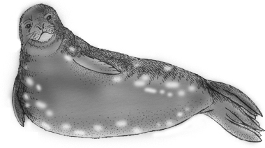 Leopard Seal clipart #2, Download drawings