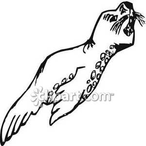Leopard Seal clipart #17, Download drawings