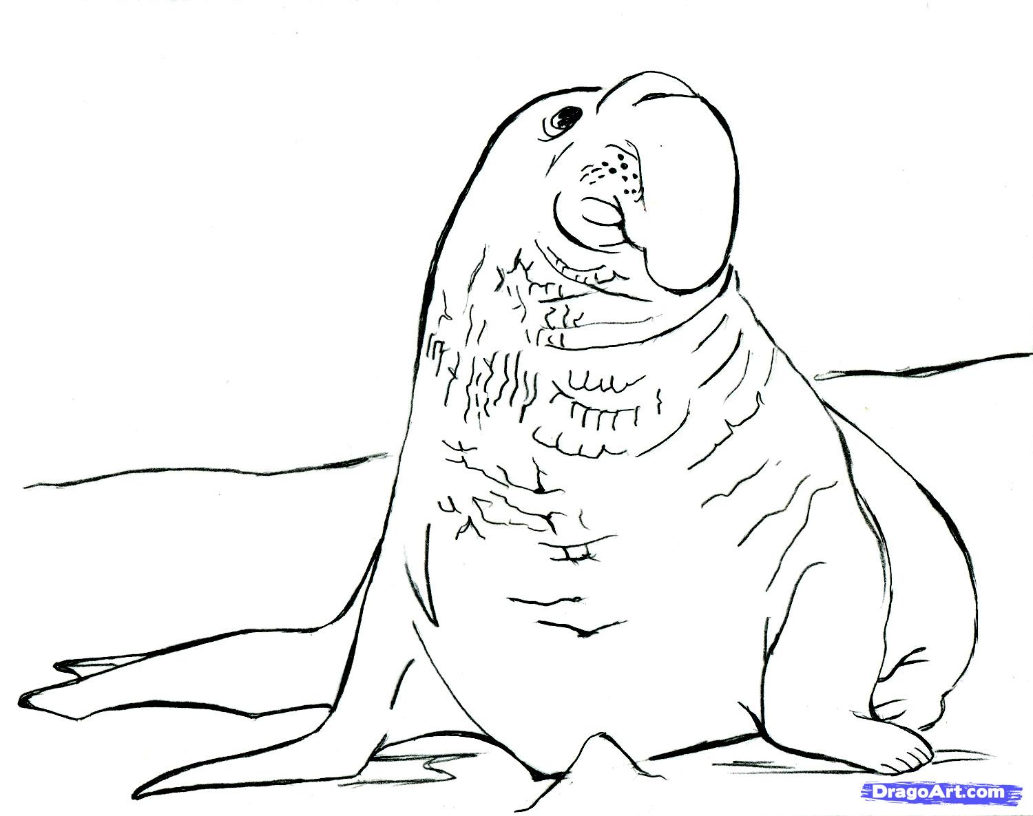 Leopard Seal coloring #14, Download drawings