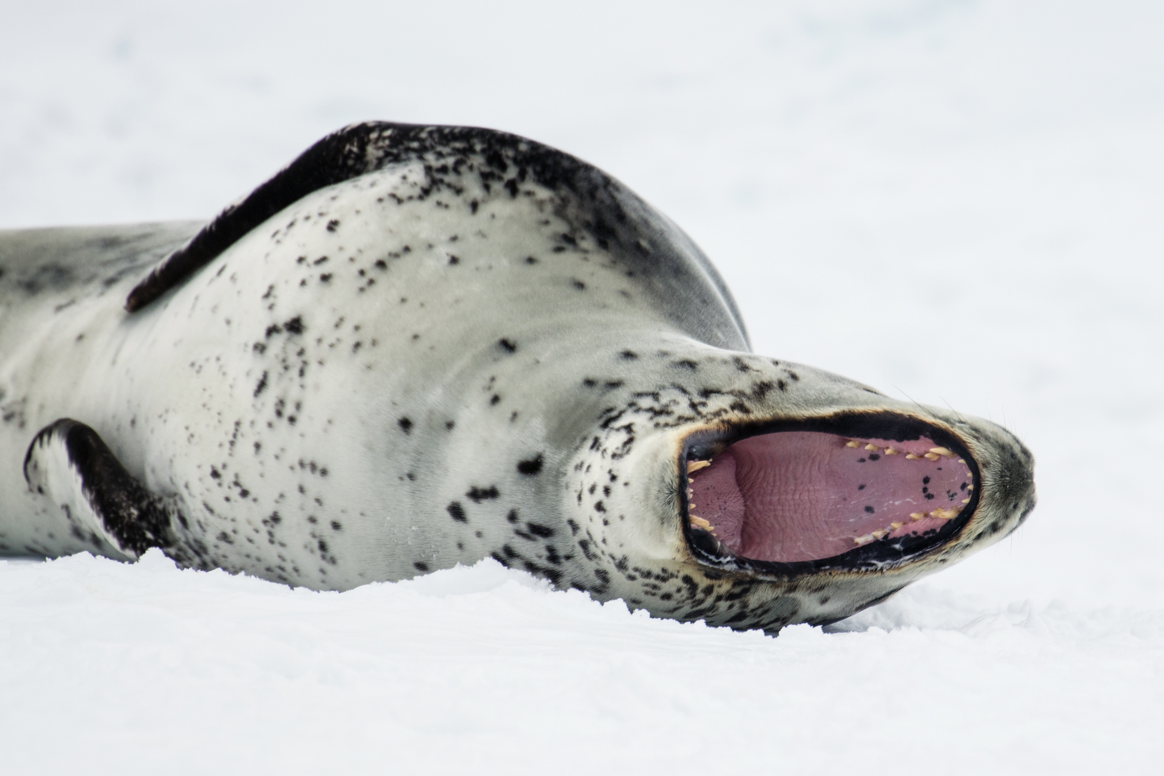 Leopard Seal svg #6, Download drawings