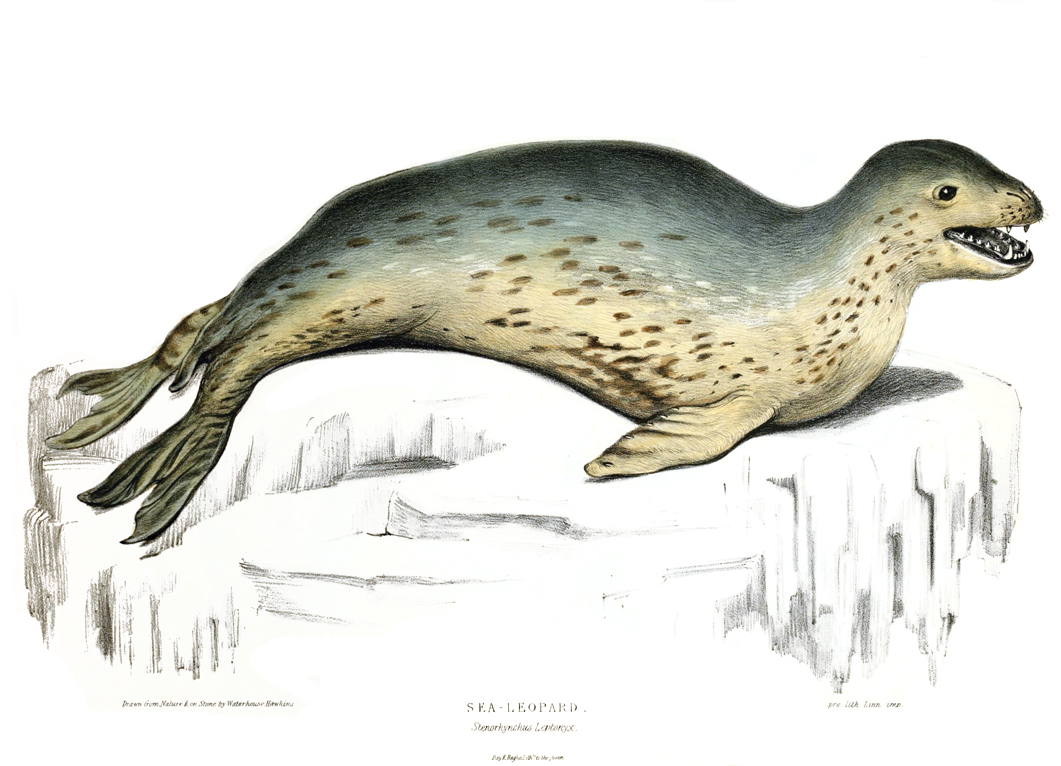Leopard Seal svg #13, Download drawings