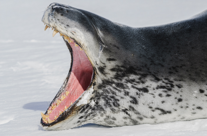 Leopard Seal svg #12, Download drawings