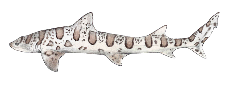 Leopard Shark clipart #3, Download drawings