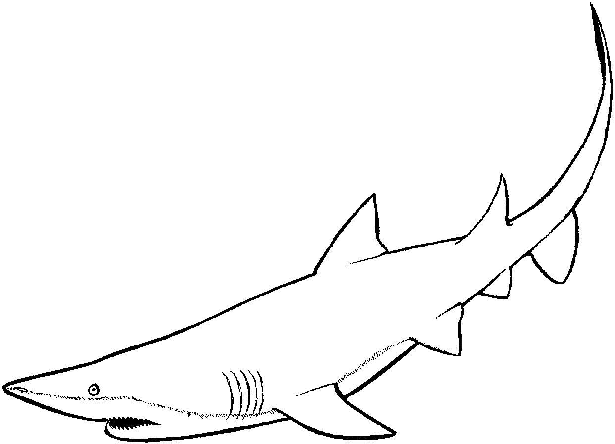 Bull Shark coloring #14, Download drawings