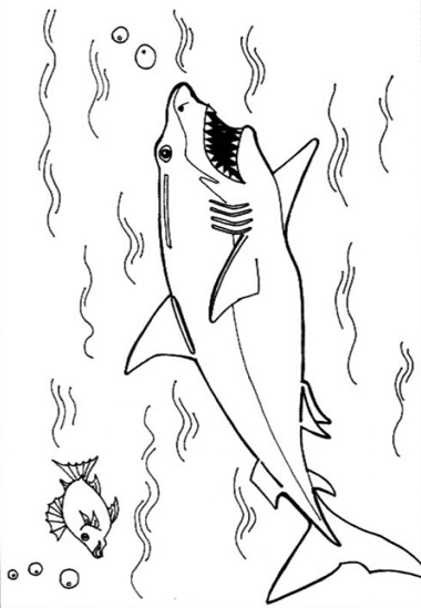 Leopard Shark coloring #3, Download drawings