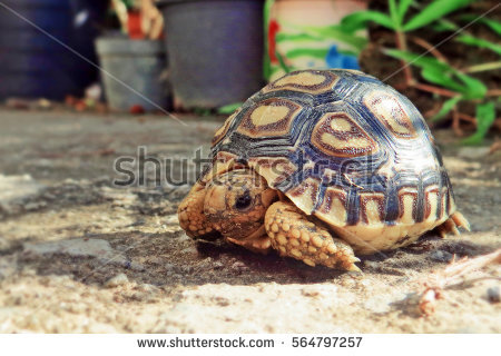 Leopard Tortoise coloring #12, Download drawings